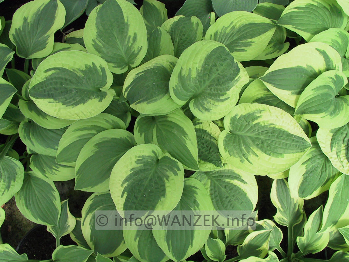 Hosta Hybride Wide Brim 06.JPG